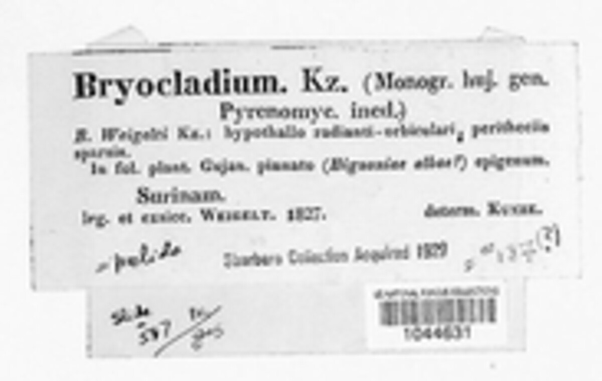 Bryocladium weigeltii image